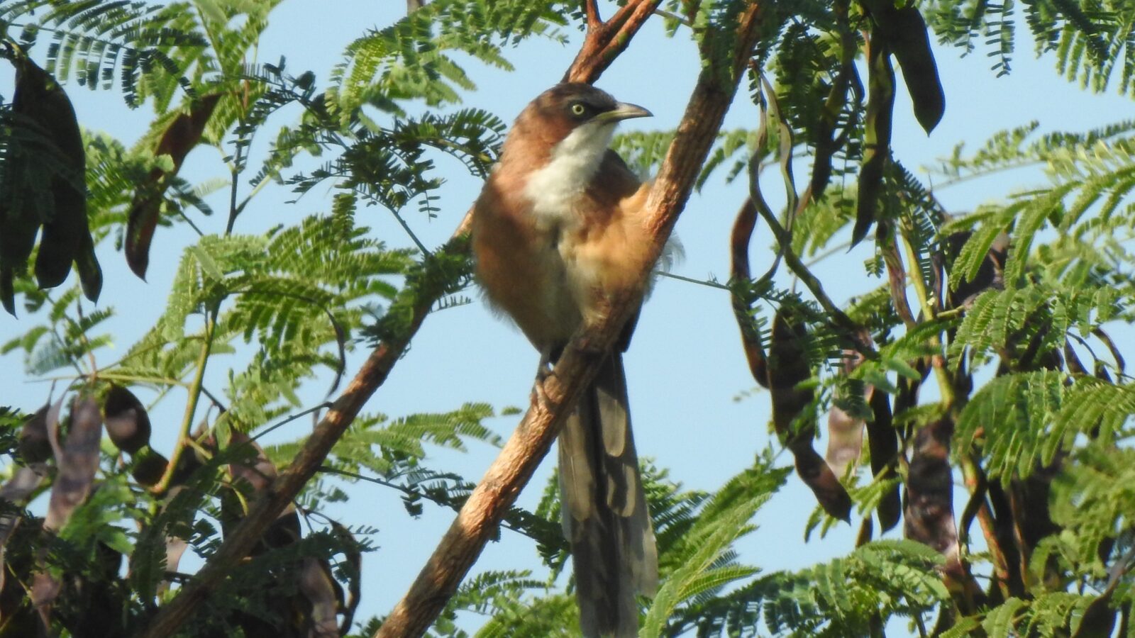 White-throated Babbler