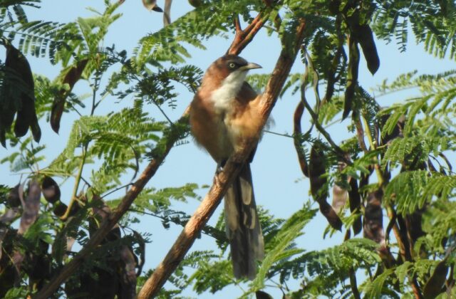 White-throated Babbler