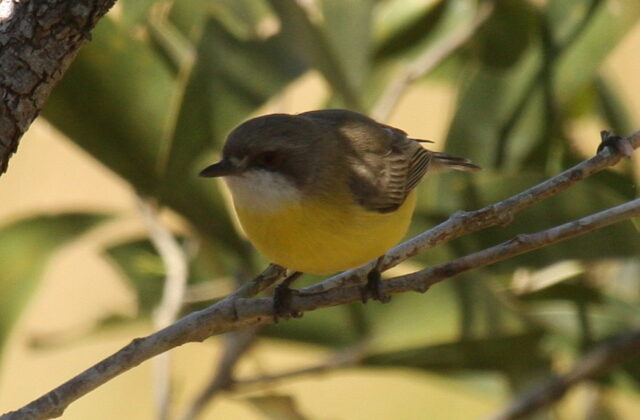 White-throated Gerygone
