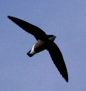 White-throated Needletail