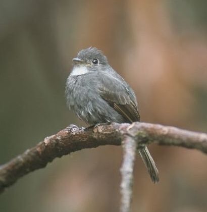 White-throated Pewee