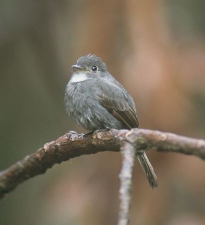 White-throated Pewee