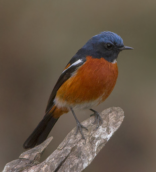 White-throated Redstart