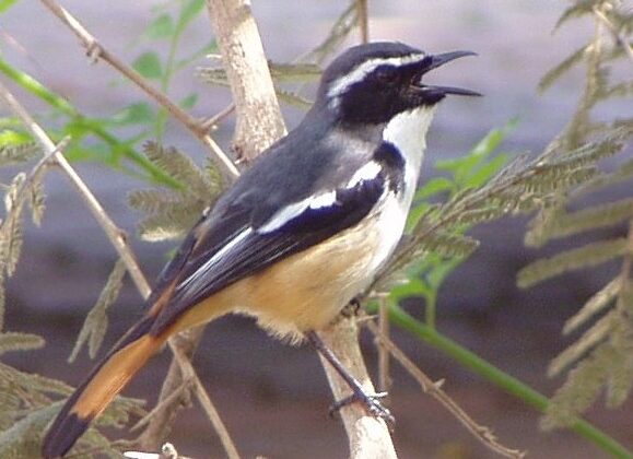 White-throated Robin-Chat