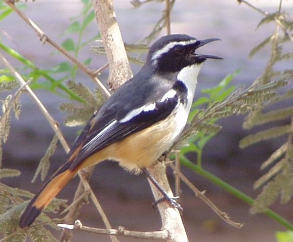 White-throated Robin-Chat