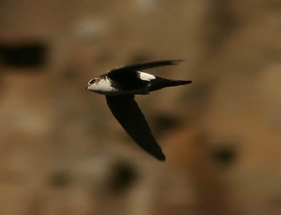 White-throated Swift