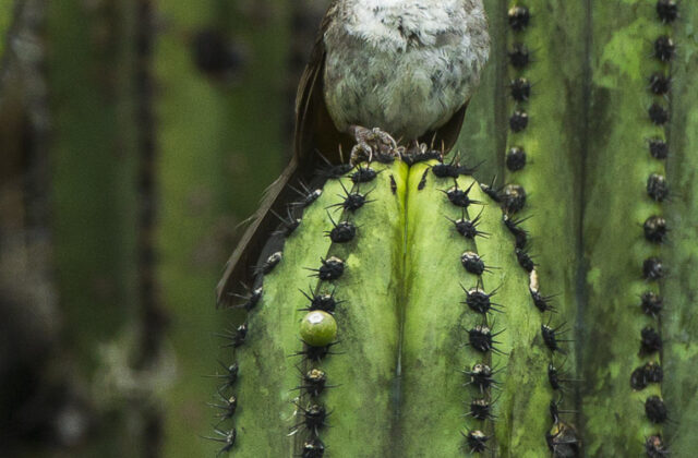 White-throated Towhee