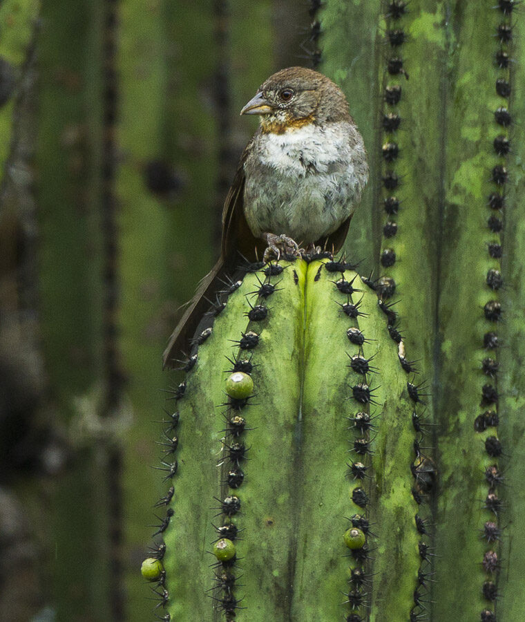 White-throated Towhee