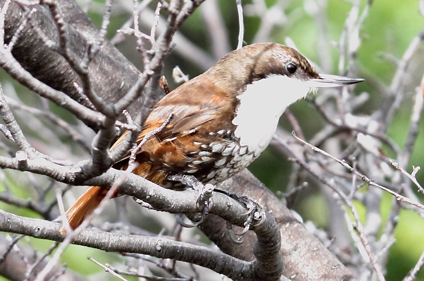 White-throated Treerunner