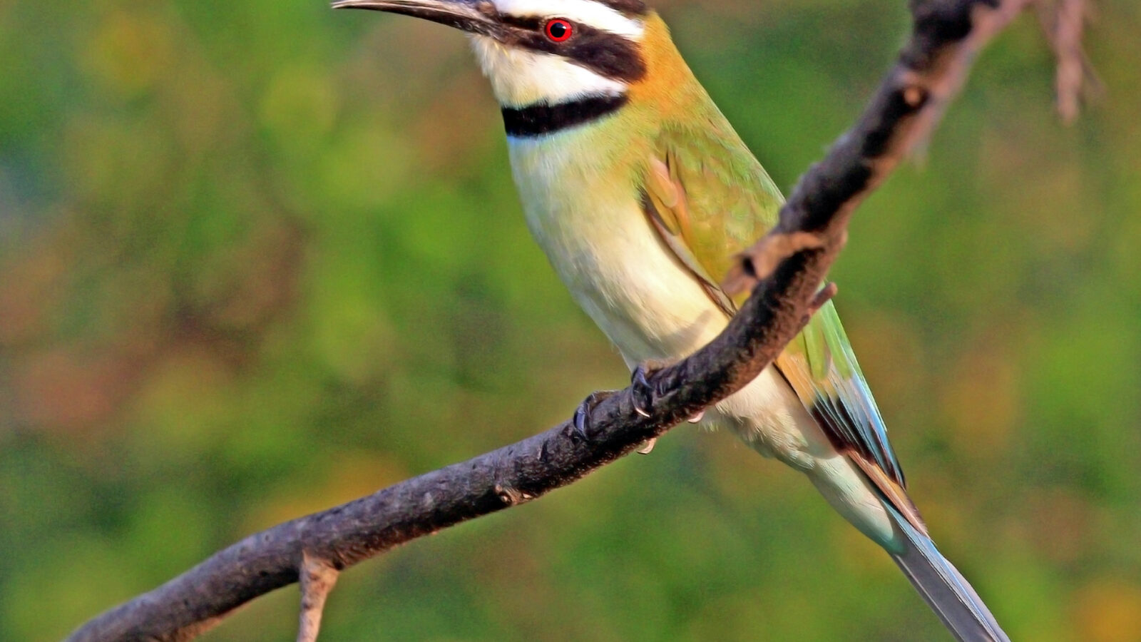 White-throated Bee-eater