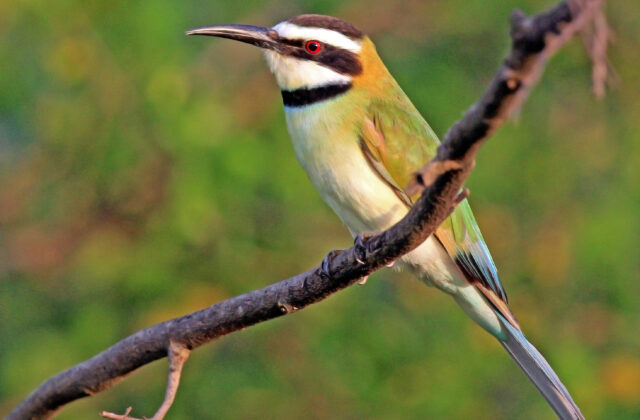 White-throated Bee-eater
