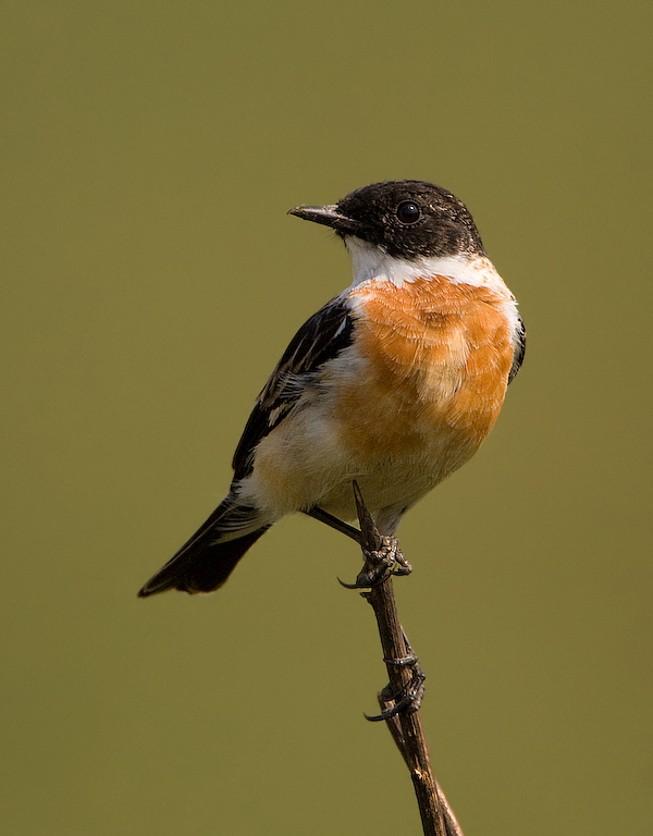 White-throated Bush Chat