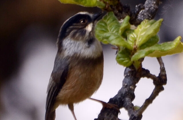 White-throated Bushtit