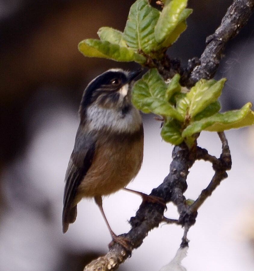White-throated Bushtit