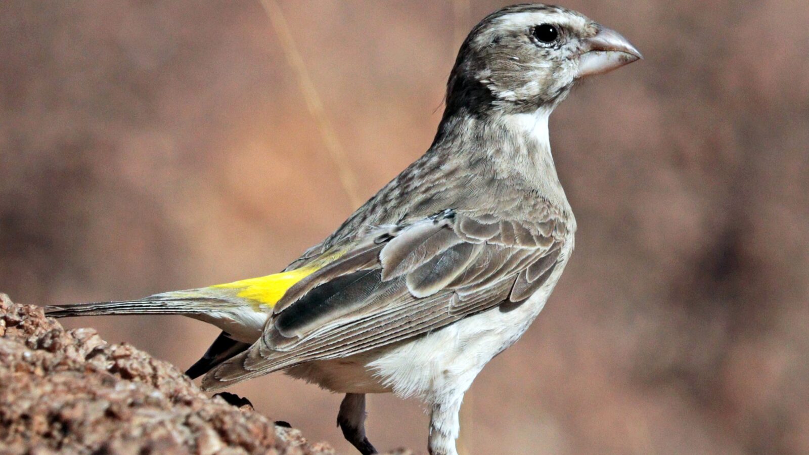 White-throated Canary