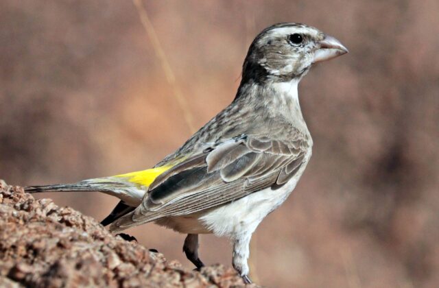 White-throated Canary