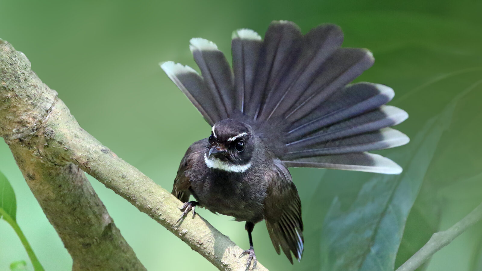 White-throated Fantail