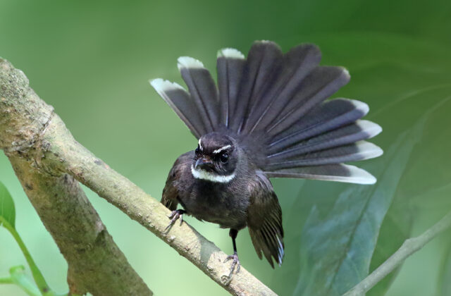 White-throated Fantail