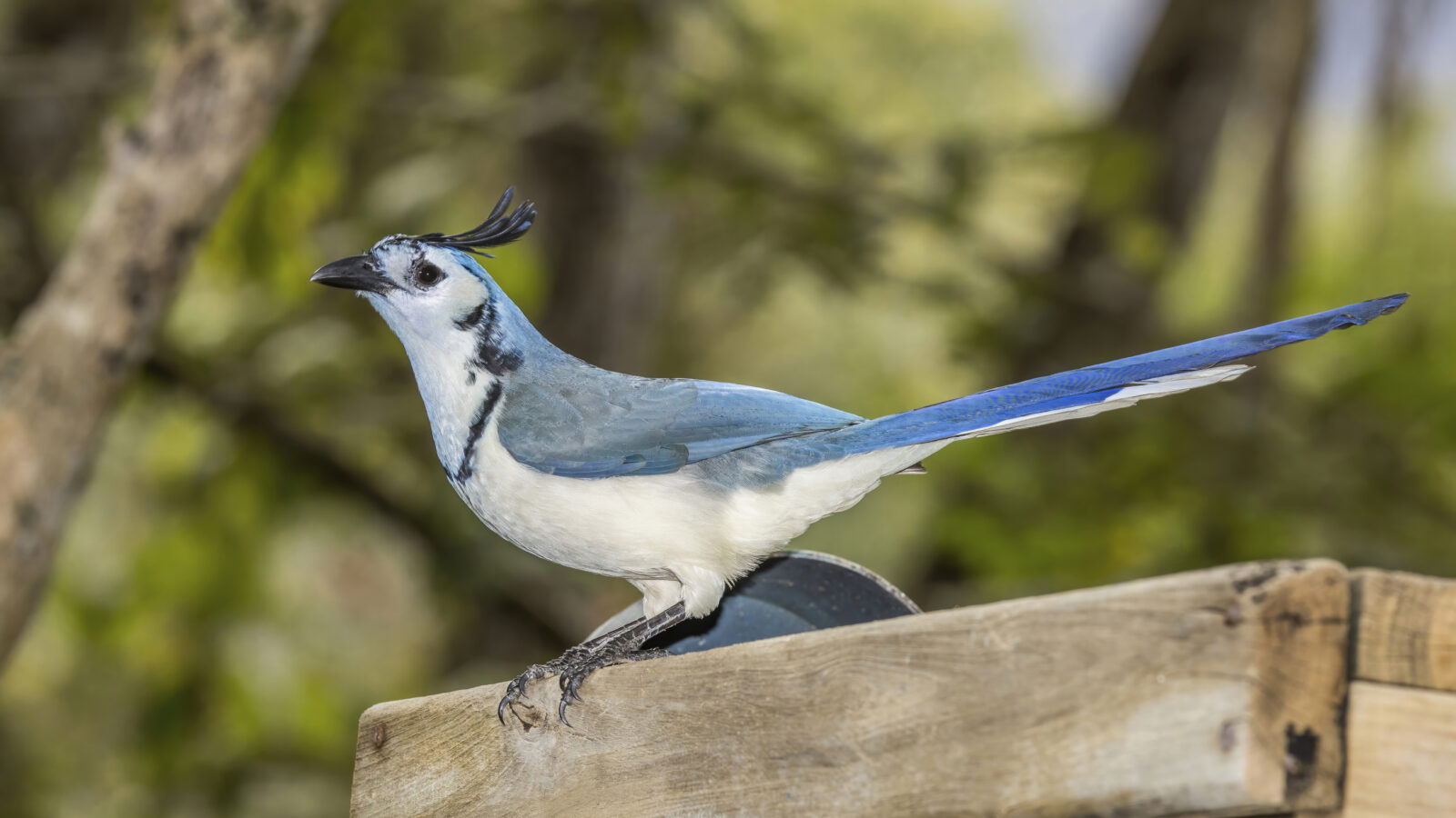 White-throated Magpie-Jay