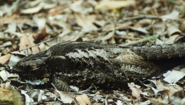 White-throated Nightjar