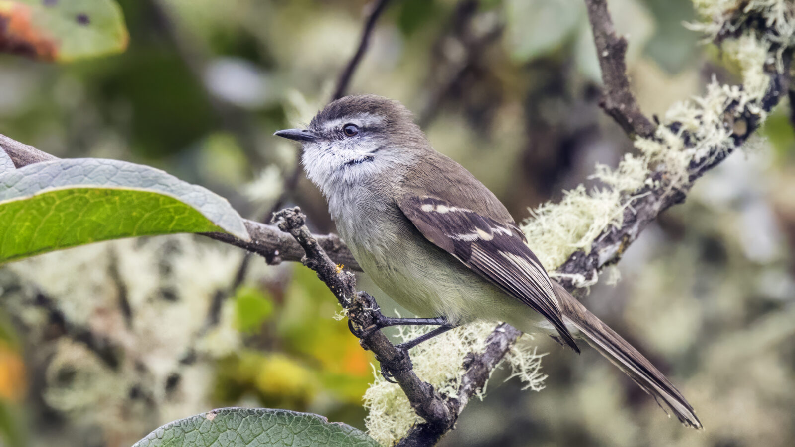 White-throated Tyrannulet