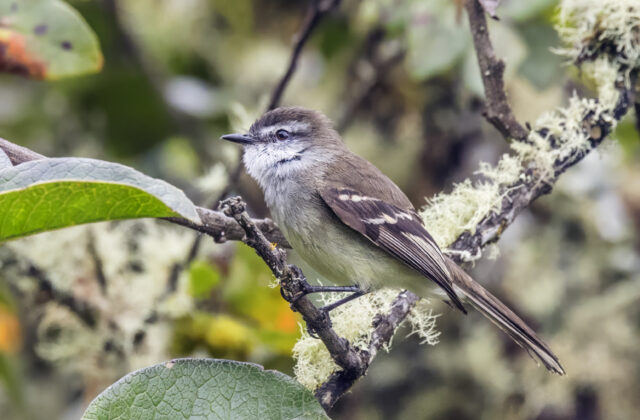 White-throated Tyrannulet