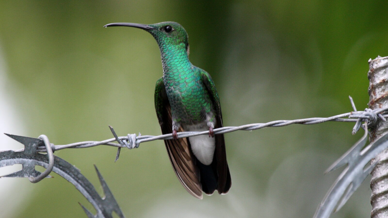 White-vented Plumeleteer