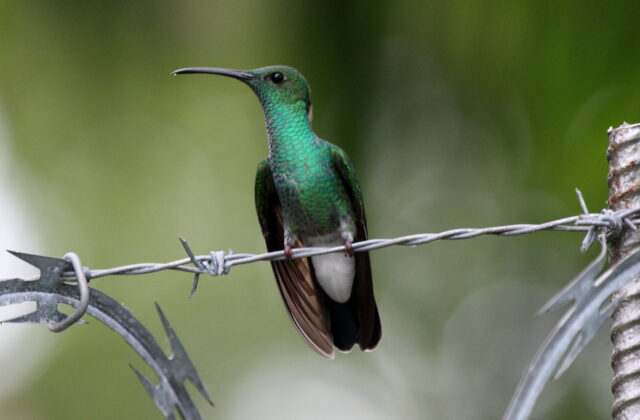 White-vented Plumeleteer