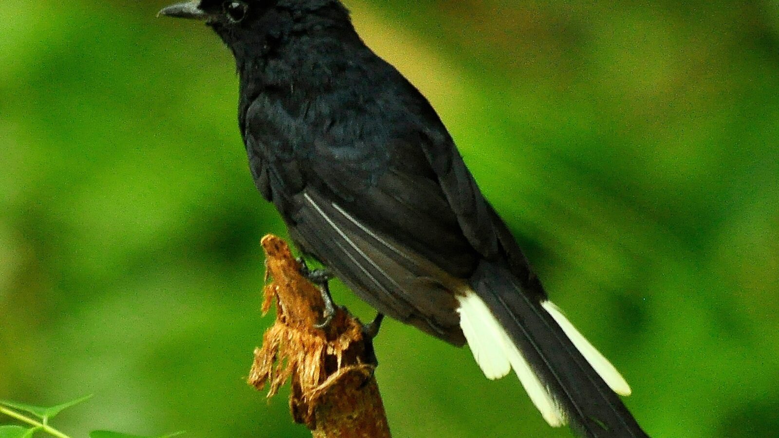 White-vented Shama