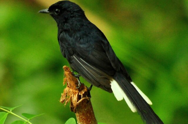 White-vented Shama