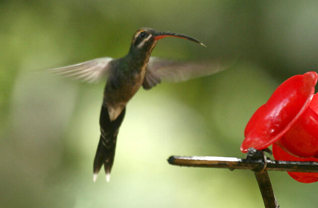 White-whiskered Hermit