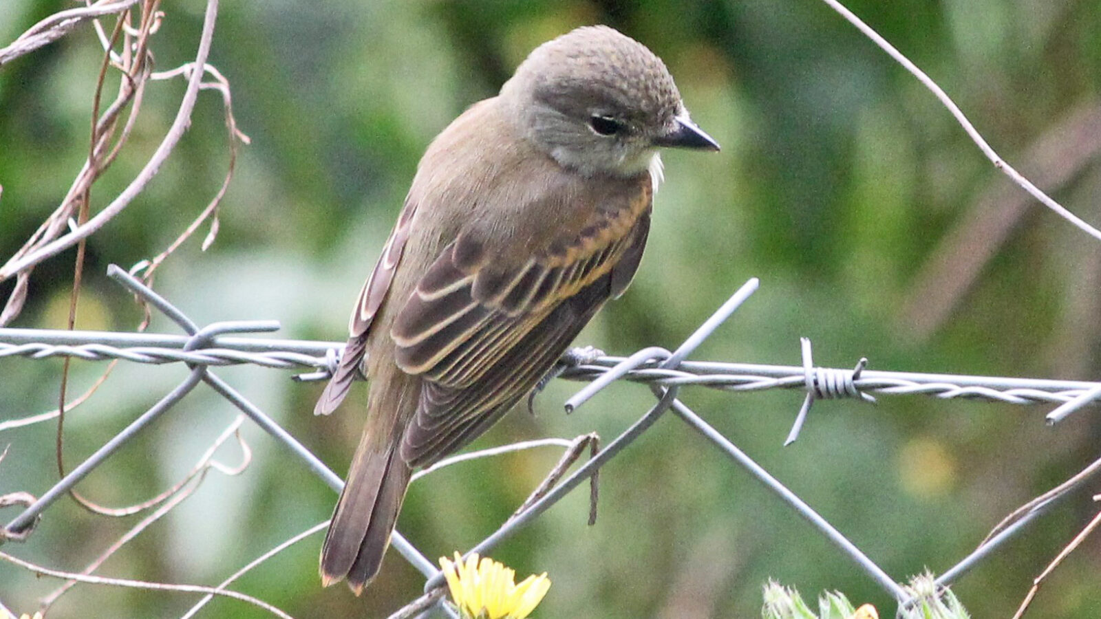 White-winged Becard