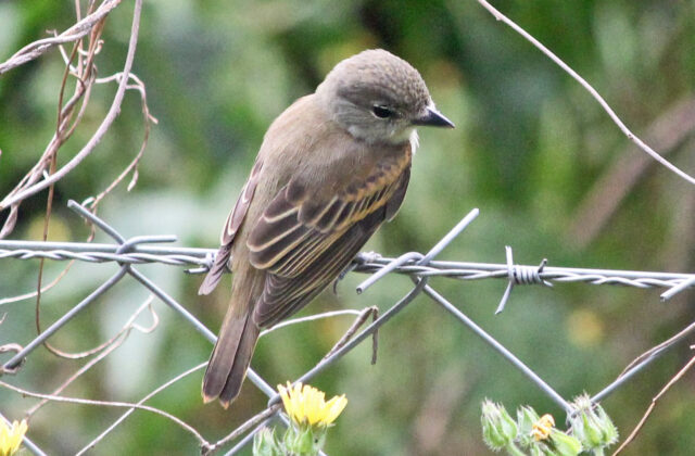 White-winged Becard