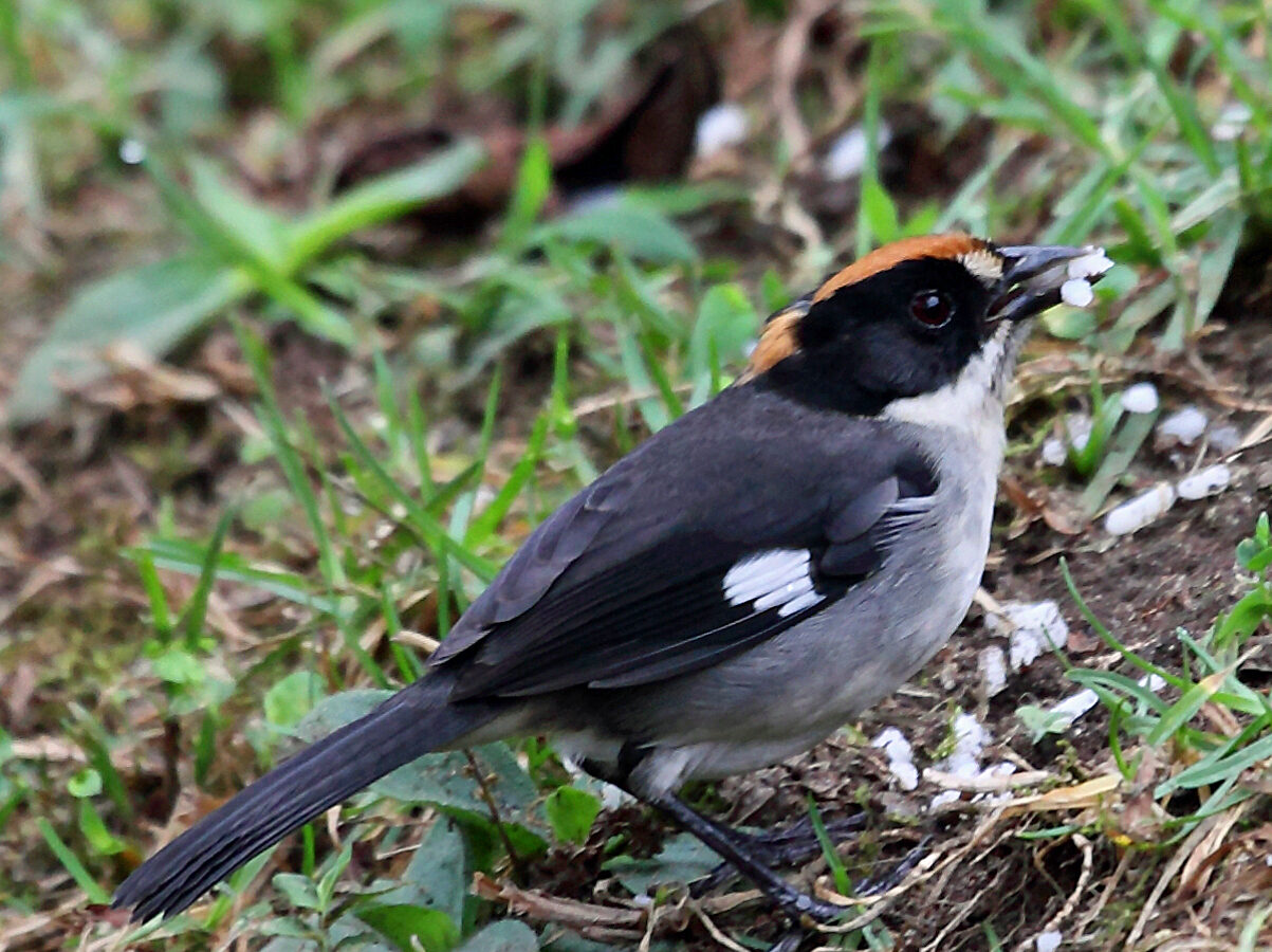 White-winged Brushfinch