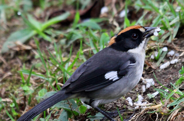 White-winged Brushfinch