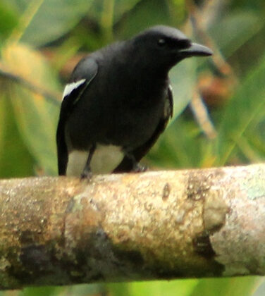 White-winged Cuckooshrike