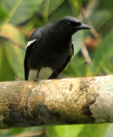 White-winged Cuckooshrike