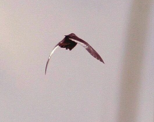 White-winged Flufftail