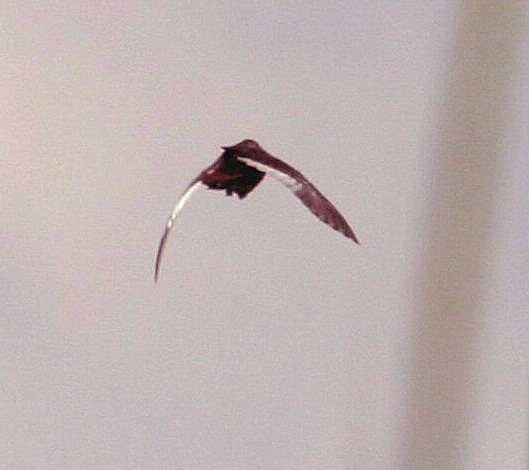 White-winged Flufftail