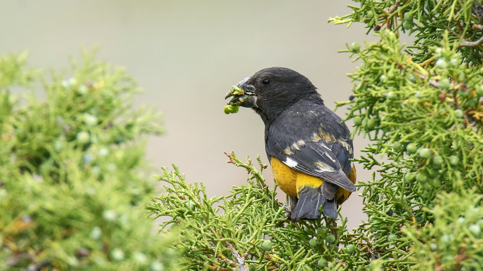 White-winged Grosbeak