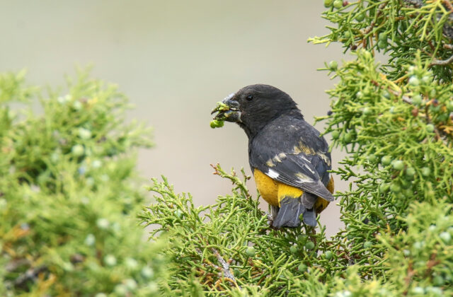 White-winged Grosbeak