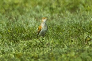 White-winged Lark
