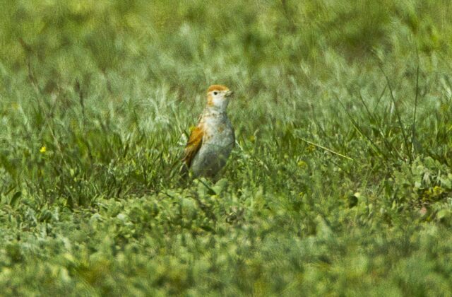 White-winged Lark