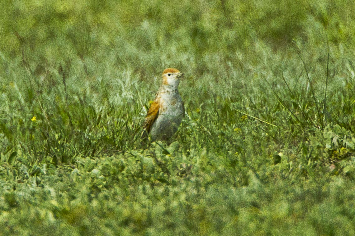 White-winged Lark