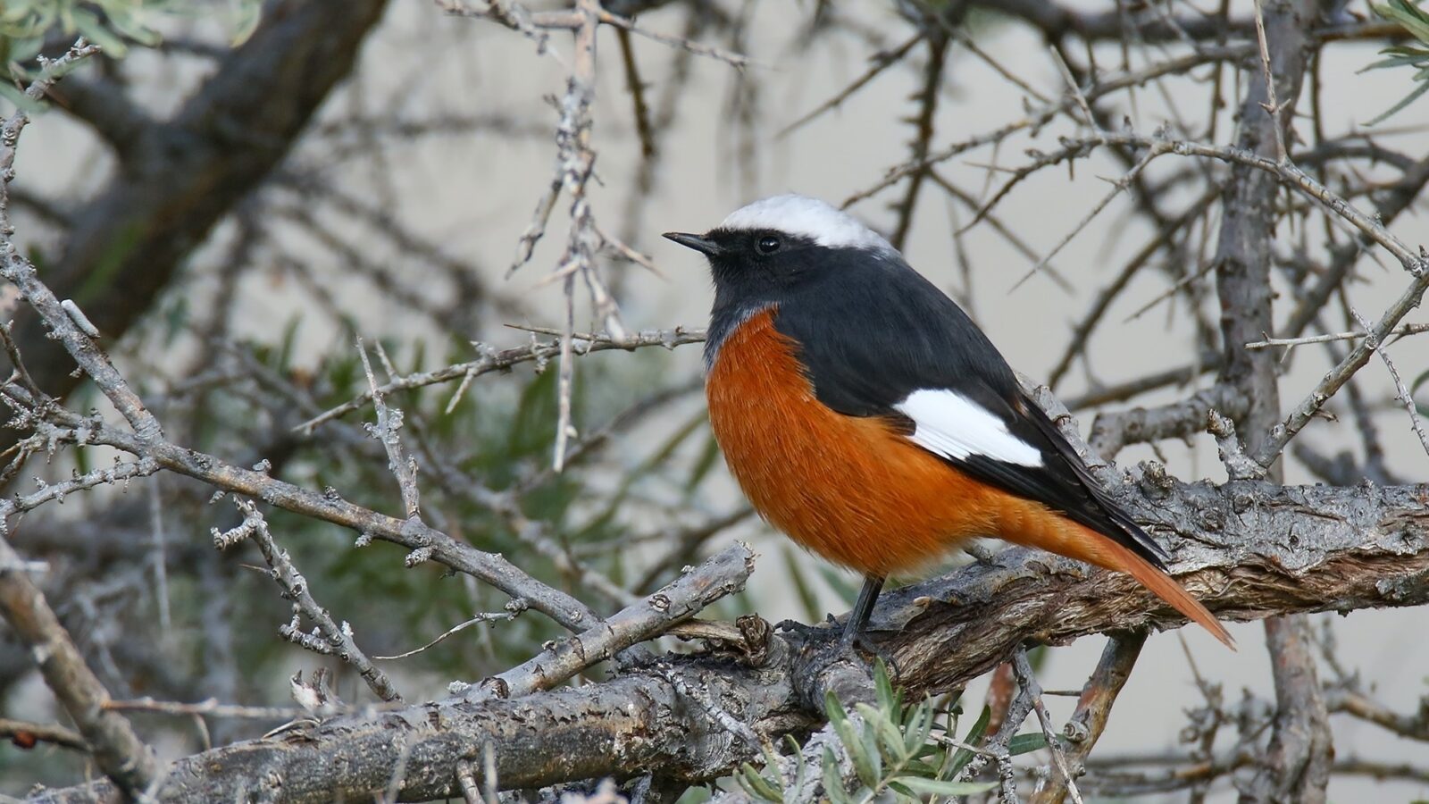 Güldenstädt’s Redstart