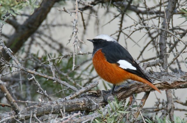 Güldenstädt’s Redstart