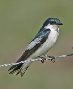 White-winged Swallow