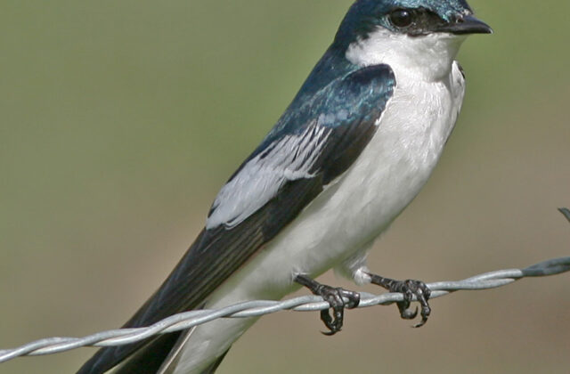 White-winged Swallow