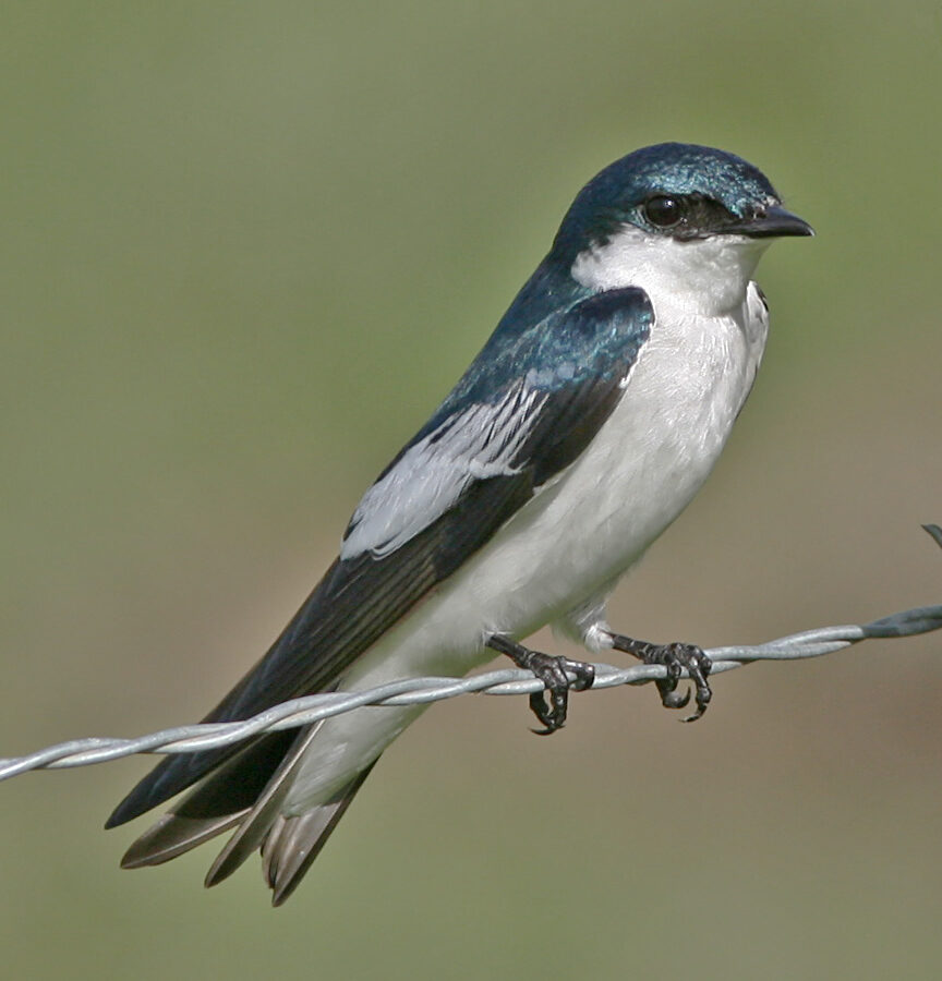 White-winged Swallow