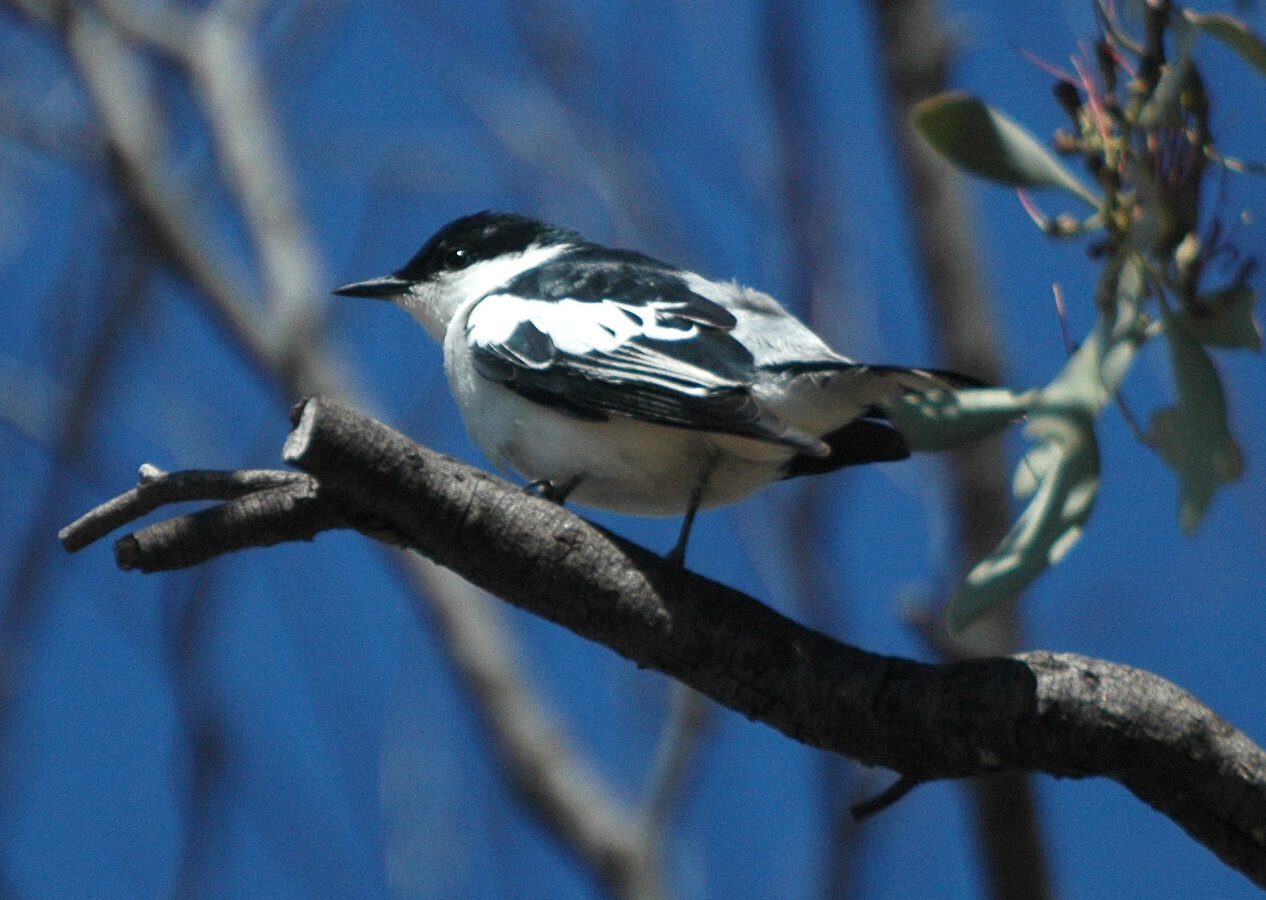 White-winged Triller